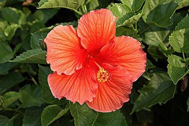 佛州小丑放弃起诉R星 要10万美元为角色配音